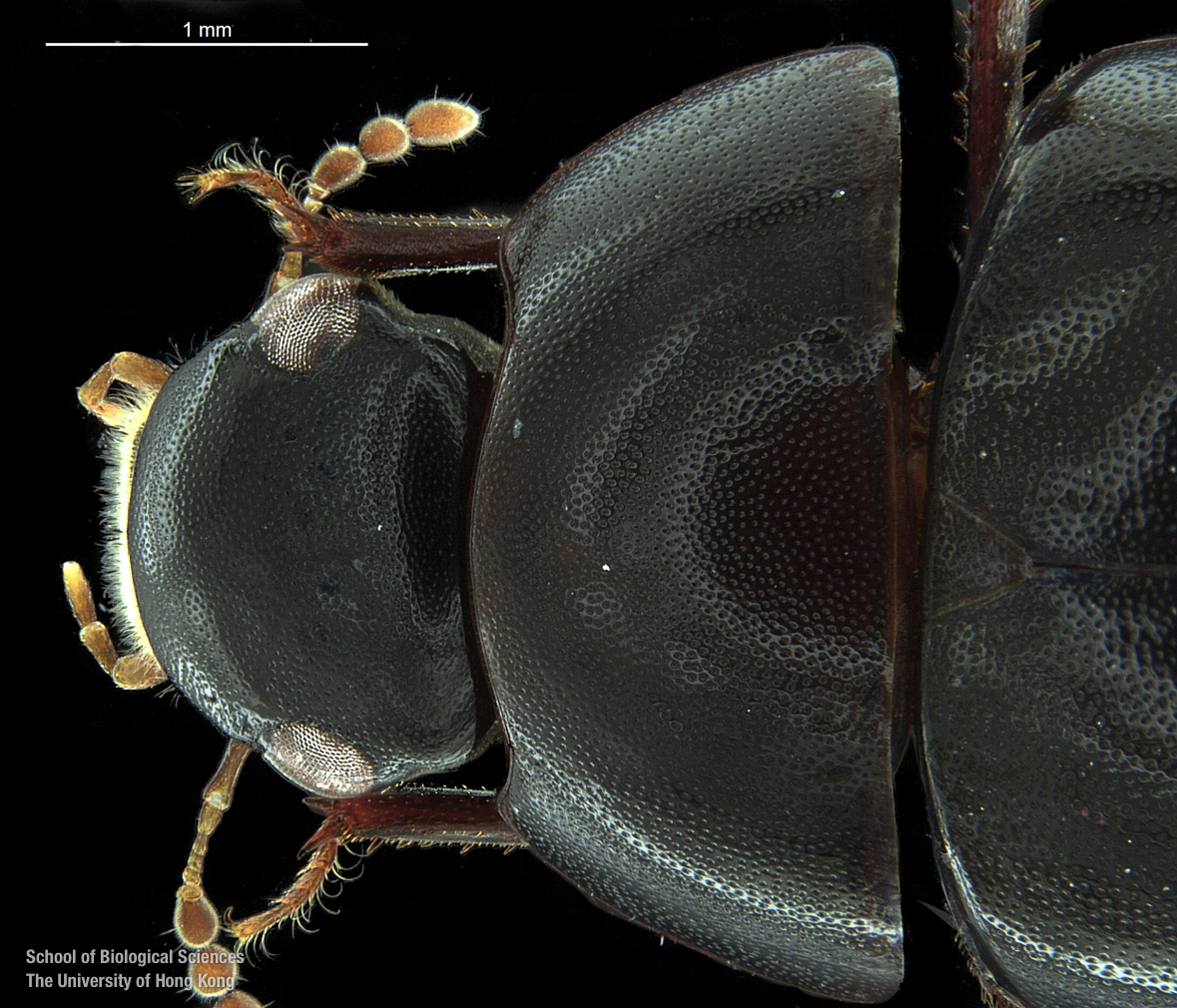 Cranium and pronotum (dorsal view)